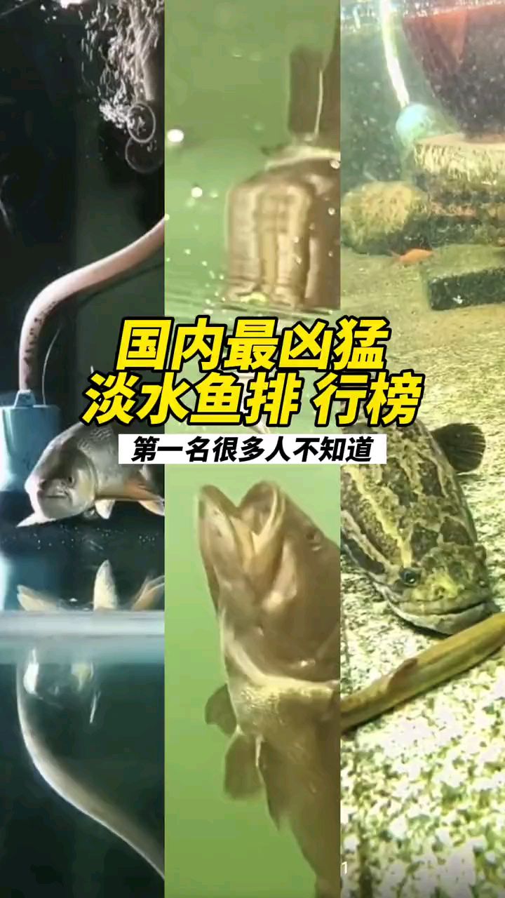 国内最凶猛淡水鱼排行榜
