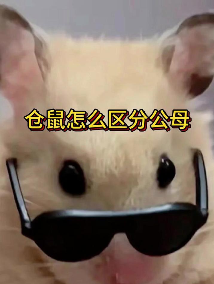 仓鼠怎么区分公母