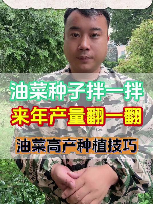 油菜种子拌一拌，来年产量翻一翻