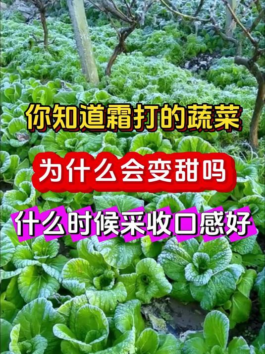 为什么霜冻的蔬菜会变甜蔬菜什么时候采收口感好
