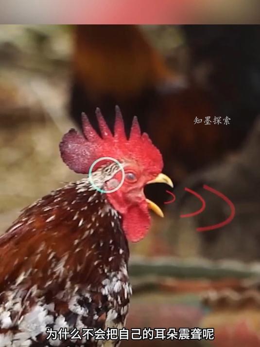 公鸡打鸣时为什么不会震聋自己的耳朵
