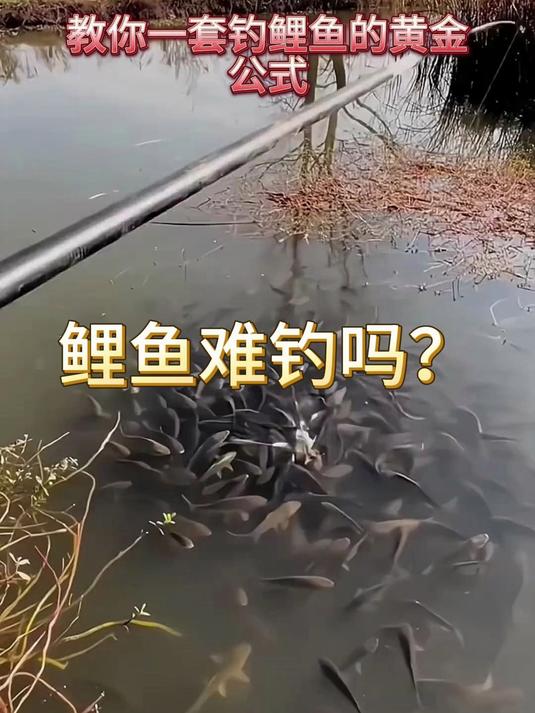 鲤鱼很难钓吗？教你一套黄金公式