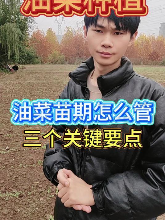 油菜苗期管理三大关键要点