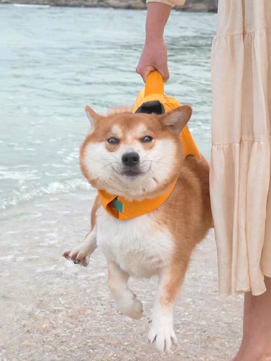 狗子第一次下海玩水,吓死了!