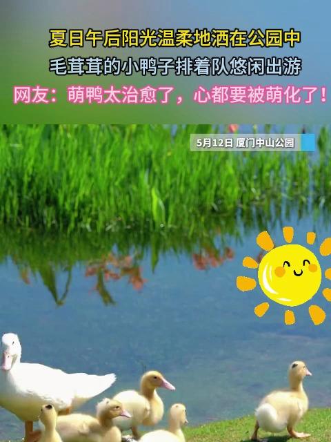 萌态百出!夏日午后,公园萌鸭开启治愈系 “巡游”