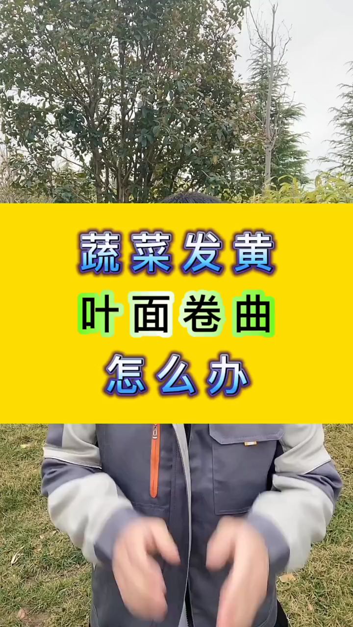 蔬菜发黄,叶面卷曲怎么办