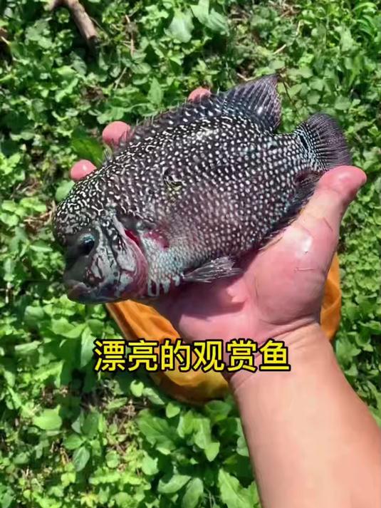 鱼塘里抓到一只漂亮的大鱼 把它带到水族馆 给它找一户好人家