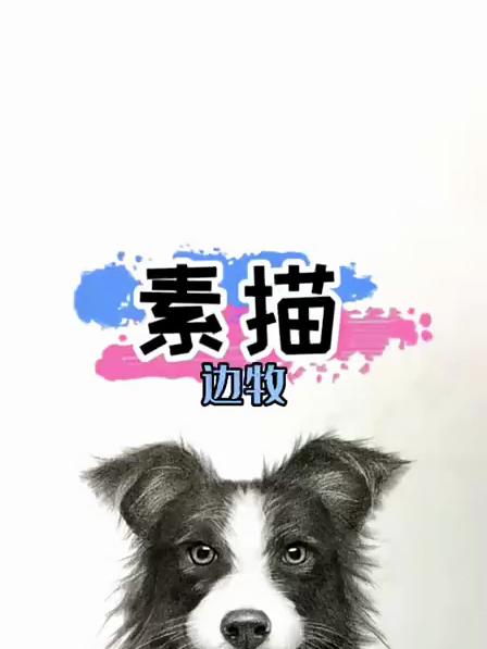 边牧超详细绘画视频教程来了 零基础学画画 一起学画画 绘画过程