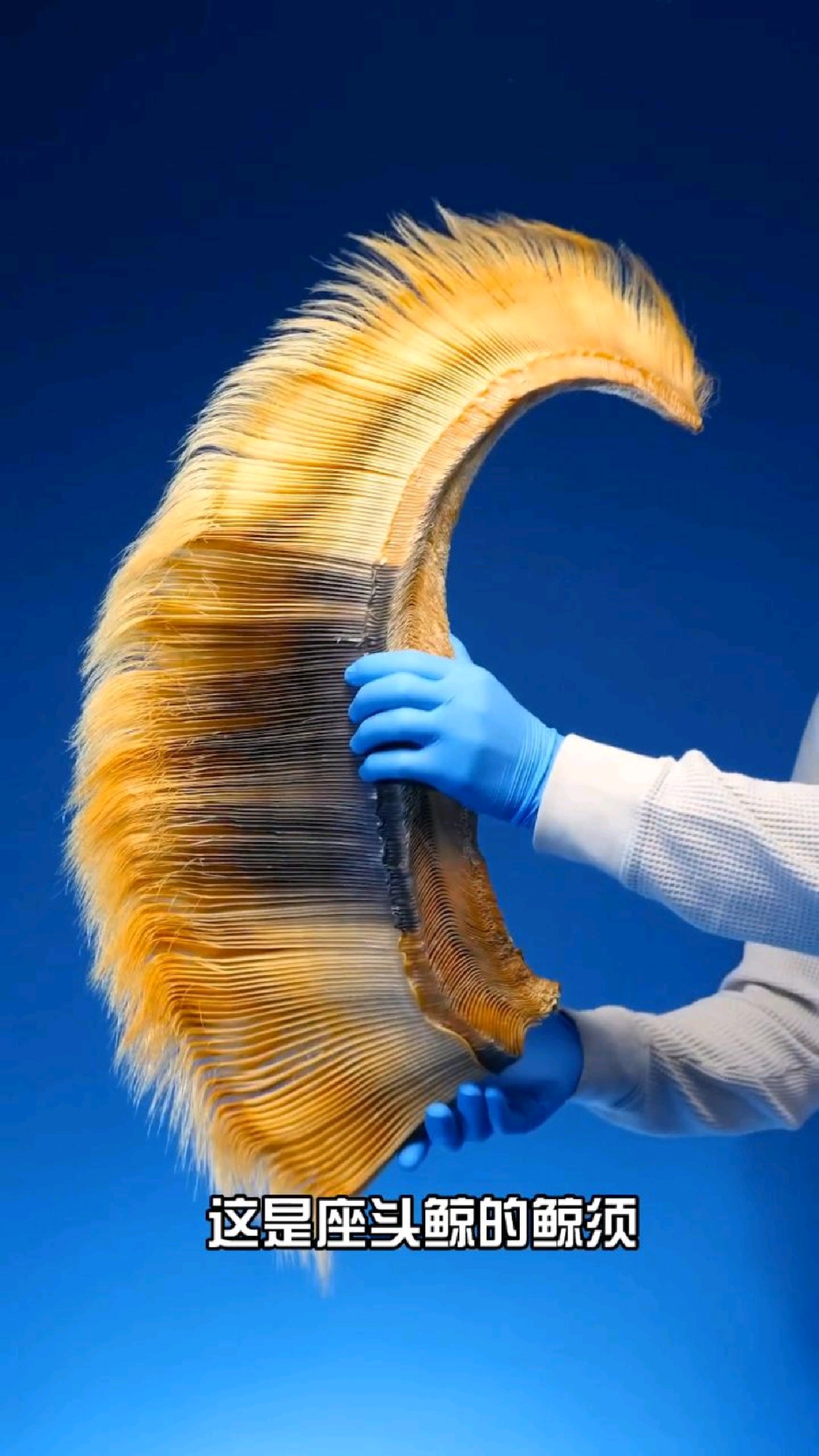 鲸鱼的鲸须有什么作用?是鲸鱼的牙齿吗?