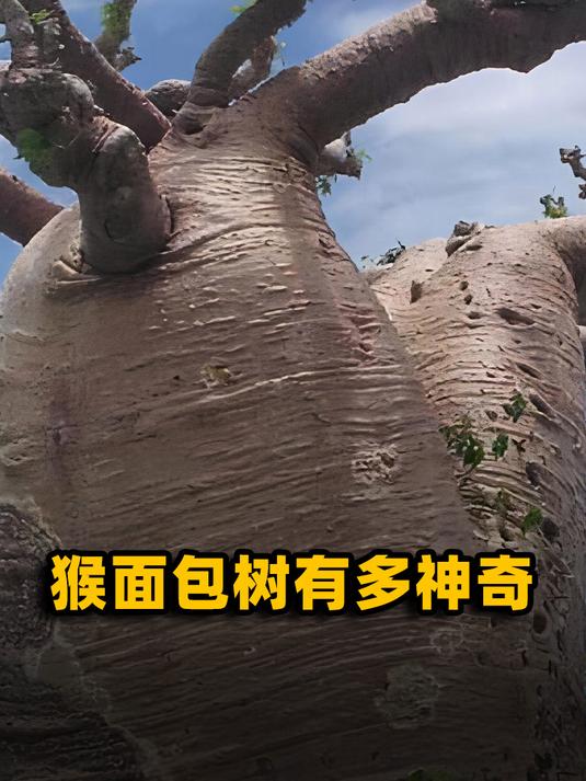 猴面包树