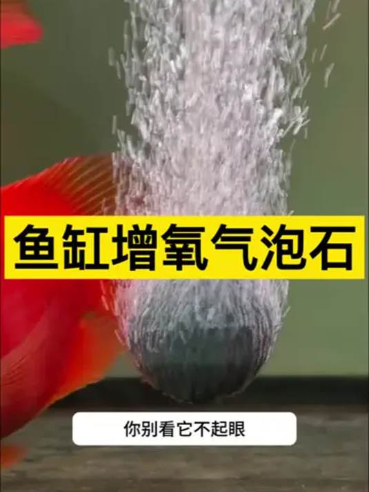 鱼缸增氧必备气泡石 轻松解决缺氧难题 效果超棒