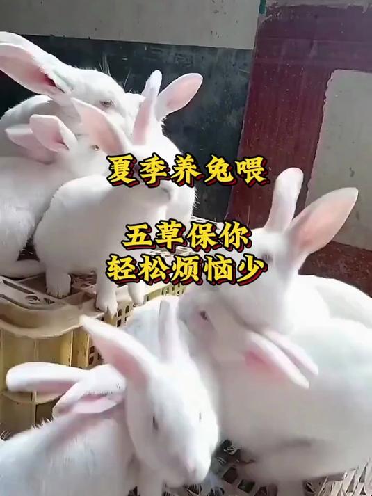 想找好老公?养肉鸽男人别错过,养鸽技术知识超实用