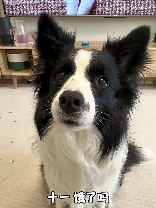 什么叫死鸭子嘴硬!现在大家知道了吧