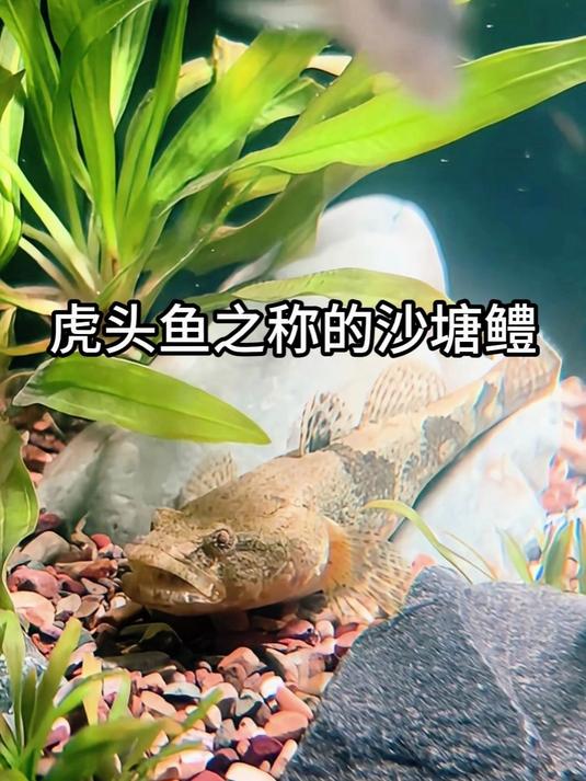 虎头鱼之称的沙塘鳢
