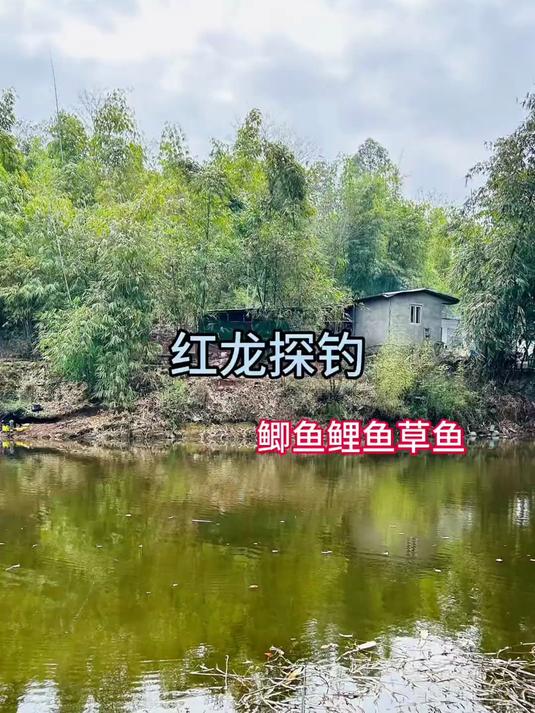 这里全是土鲫鱼。鱼体瘦长，还很多。中午11点到下午两点钓了8斤#野钓##钓鱼#