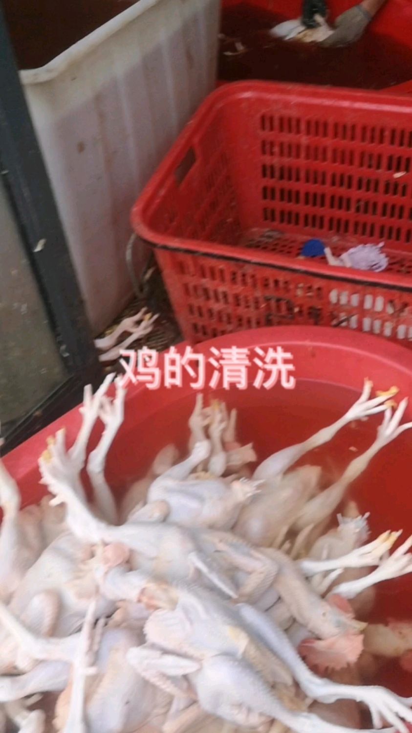 卤鸡,原料的清洗(宰鸡)