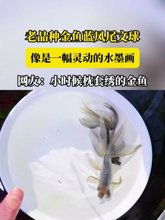 老品种金鱼蓝凤尾文球,像是一幅灵动的水墨画,网友:小时候枕套绣的金鱼