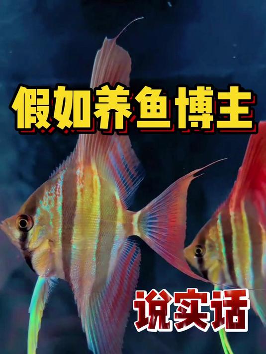 假如养鱼博主说实话,埃及神仙推不推荐养