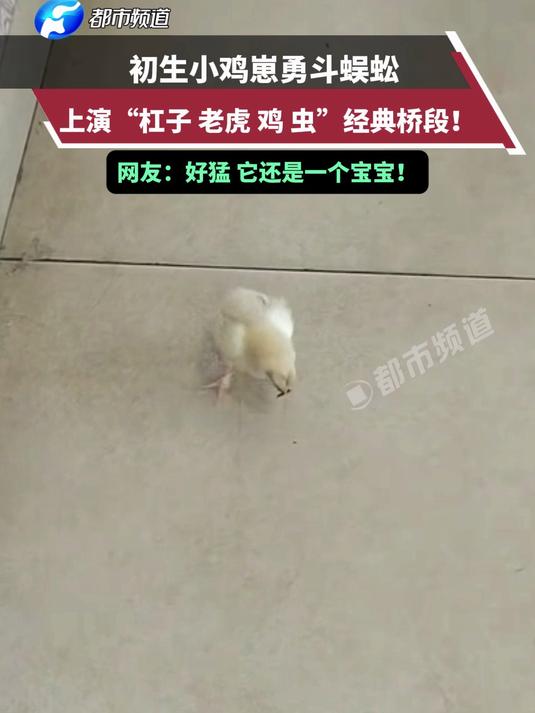 初生小鸡崽勇斗蜈蚣,上演“杠子 老虎 鸡 虫”经典桥段!网友:好猛 它还是一个宝宝!小鸡