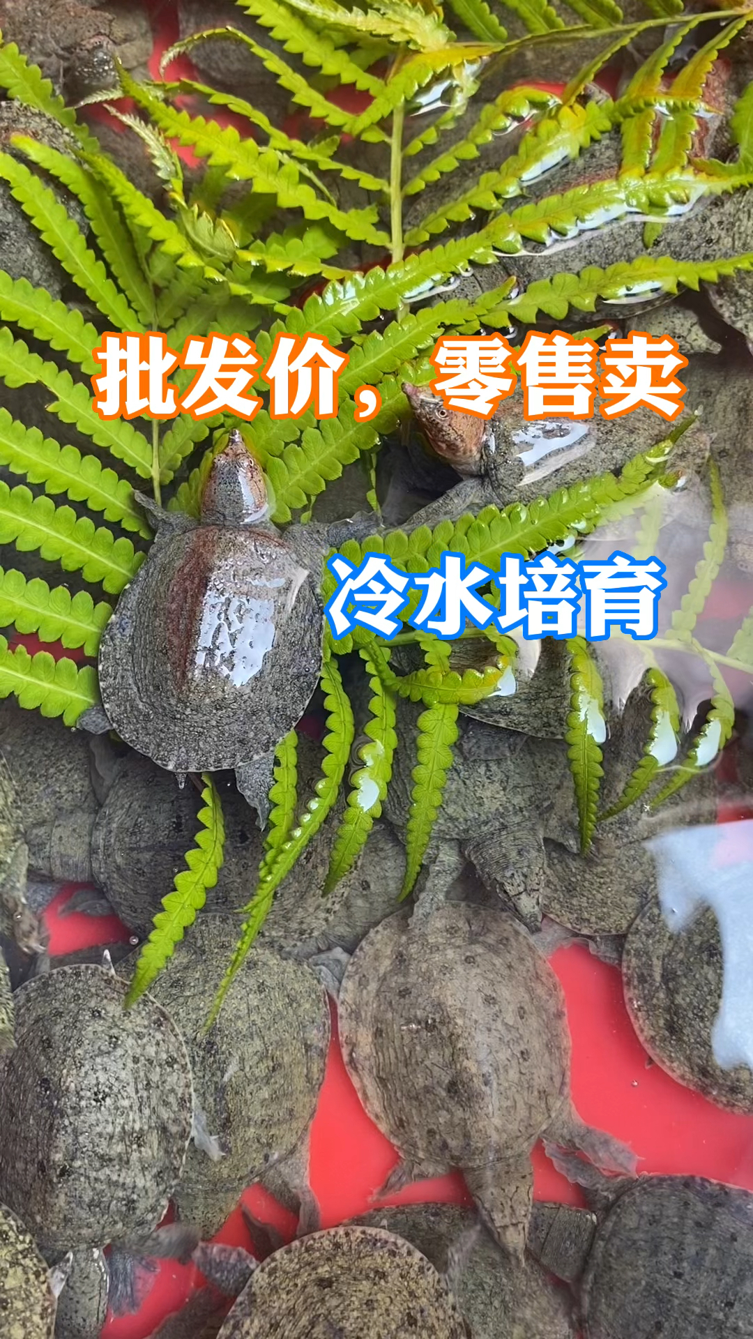 外塘冷水甲鱼苗,品质好野性强。