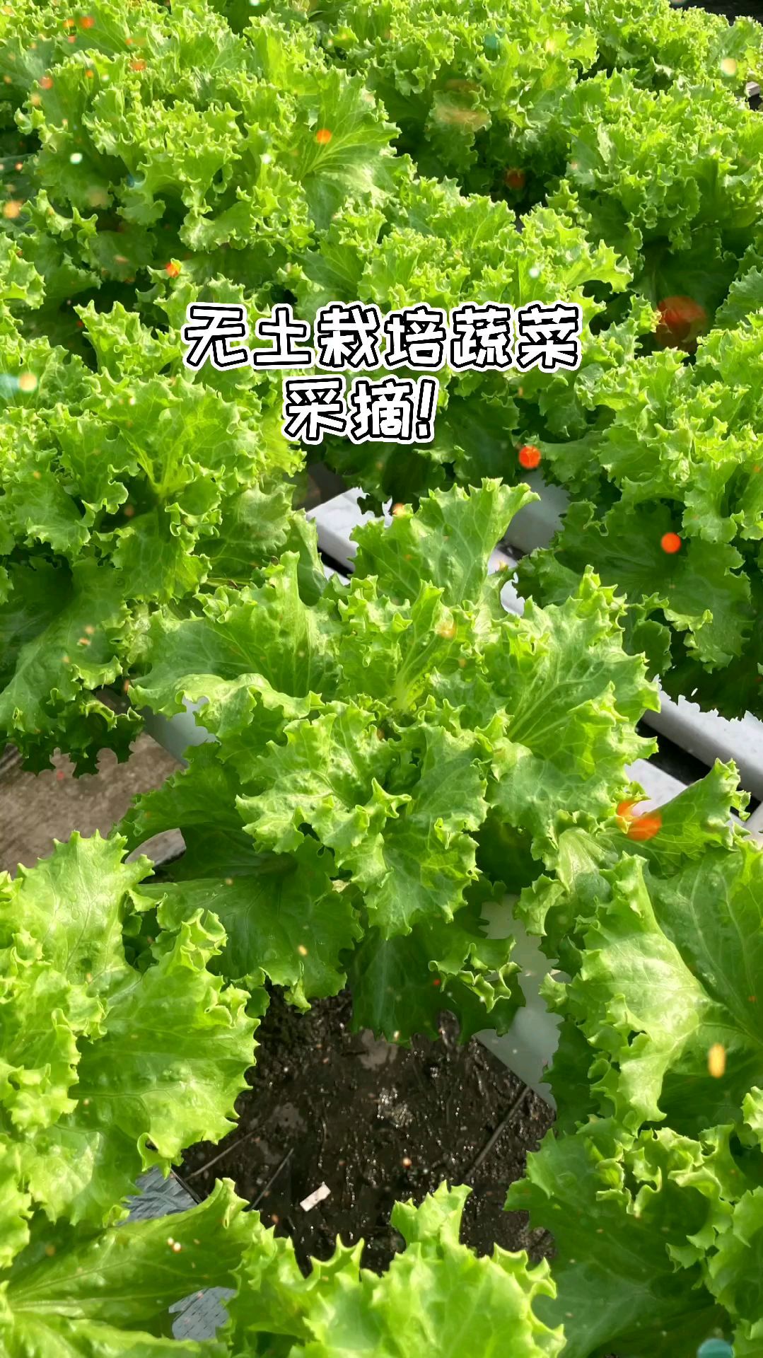 无土栽培阳台蔬菜采收,快来看看!
