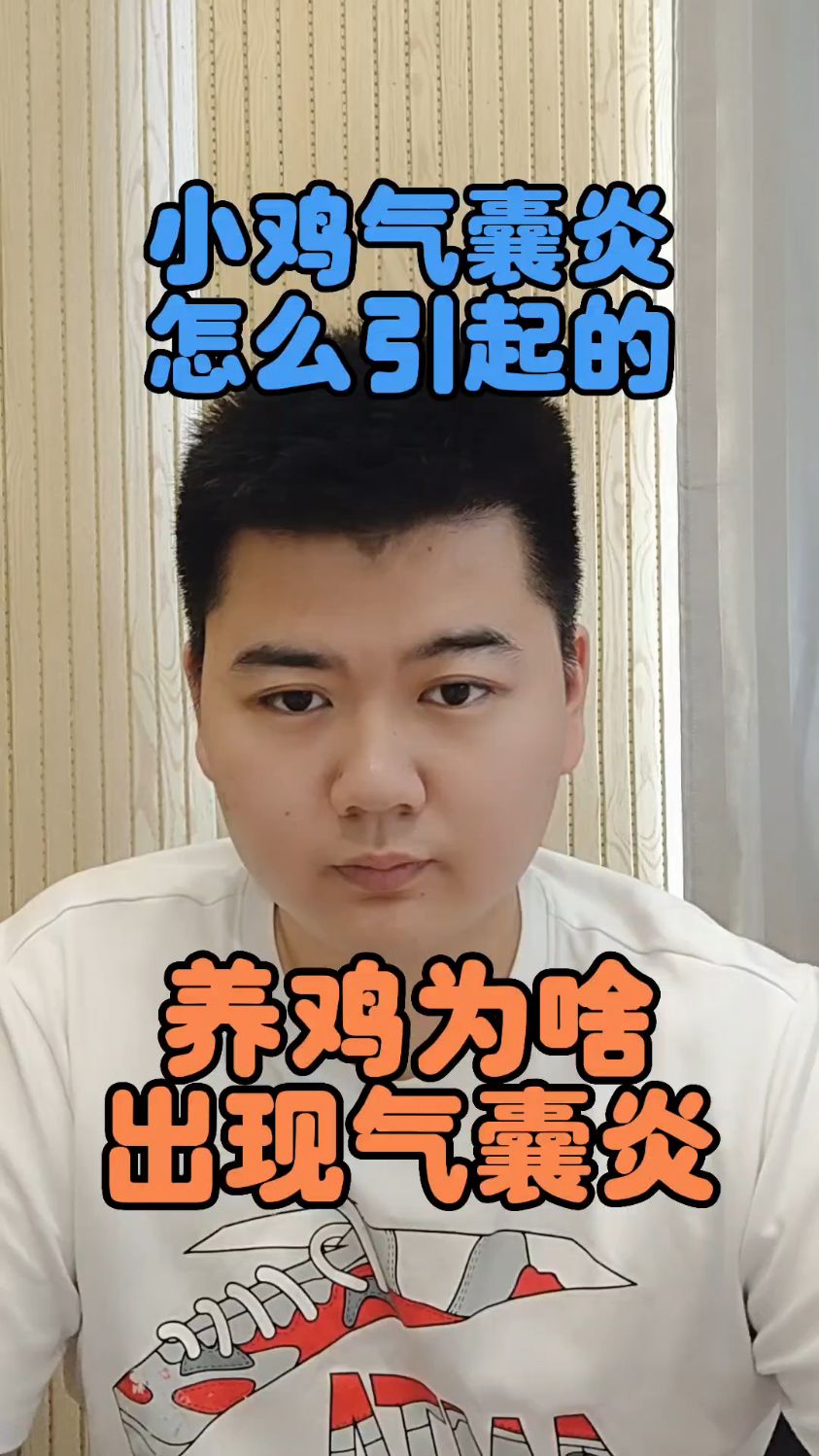 #鸡得了气囊炎该怎么办鸡得了气囊炎吃什么鸡得了气囊炎怎么解决鸡气囊炎是怎么引起的