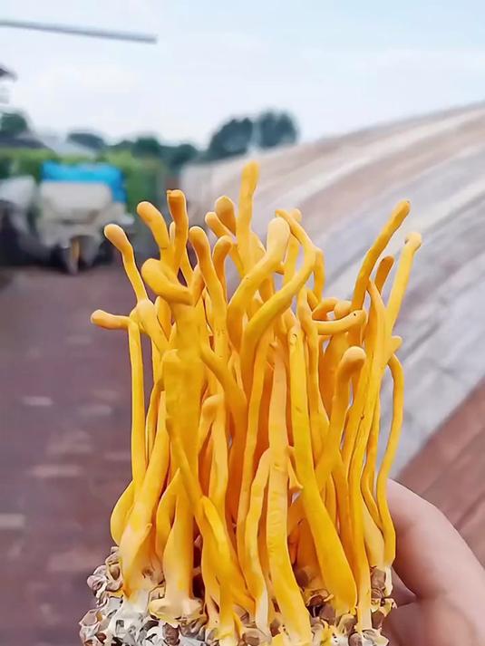 给爸妈炖个汤，放把虫草花，鲜而不腻超爽口