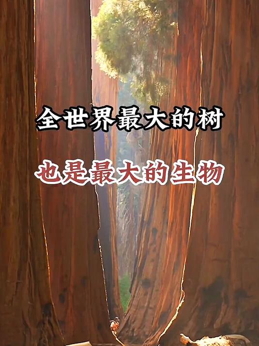 全世界最大的树，也是最大的生物，看完彻底颠覆你对自然的认知#花满春城我代言#