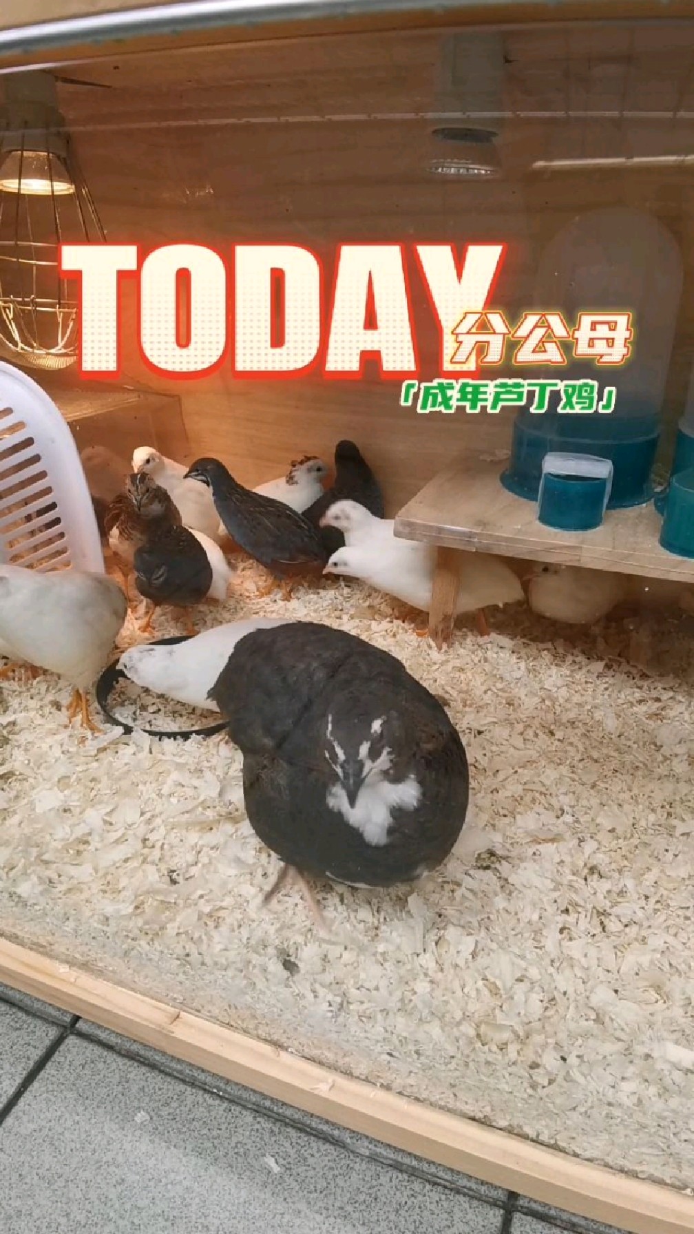 教你一招搞定芦丁鸡分公母,最准确的分公母方法,你get到了吗?