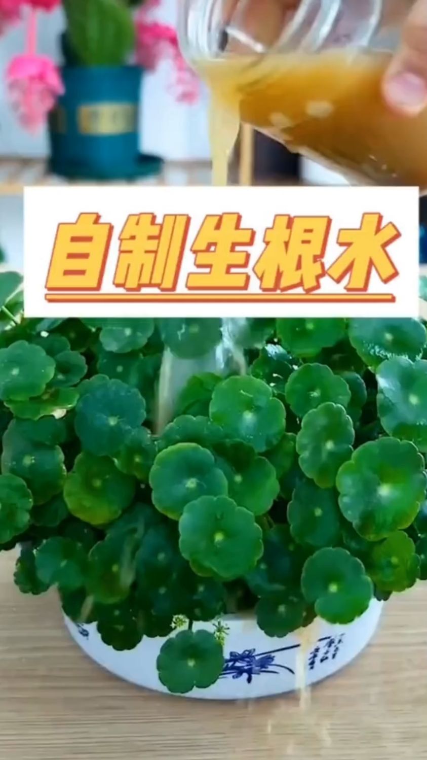 别再花钱买生根剂了,教你在家制作免费的生根水,教你实操方法