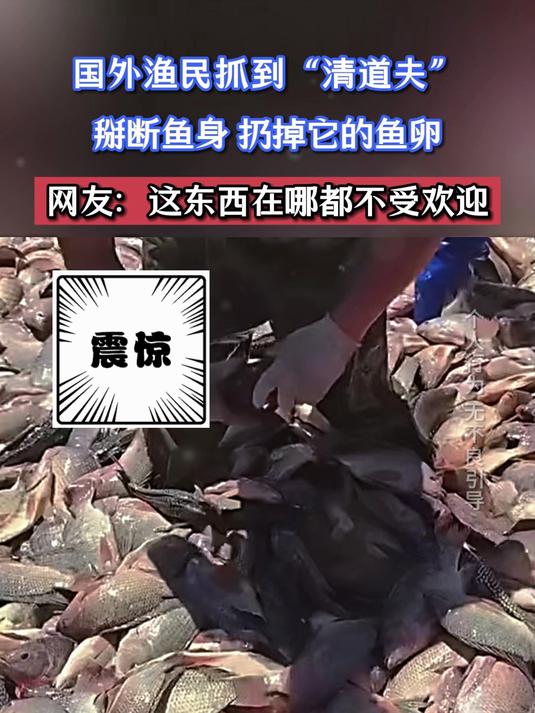 国外渔民抓到“清道夫”,掰断鱼身,扔掉它的鱼卵