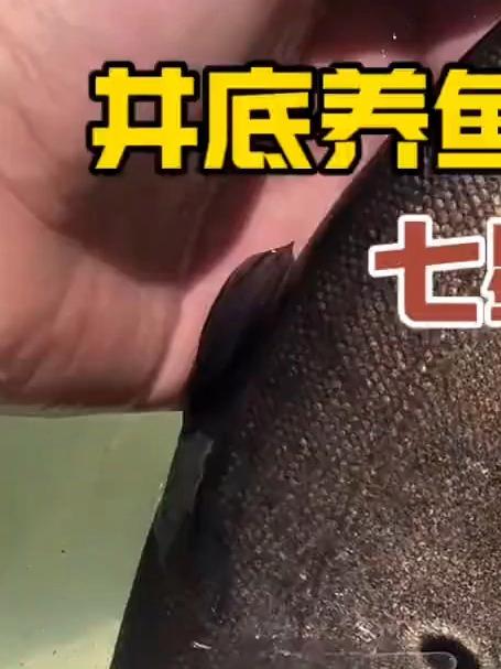 搞了一条七星刀鱼下井