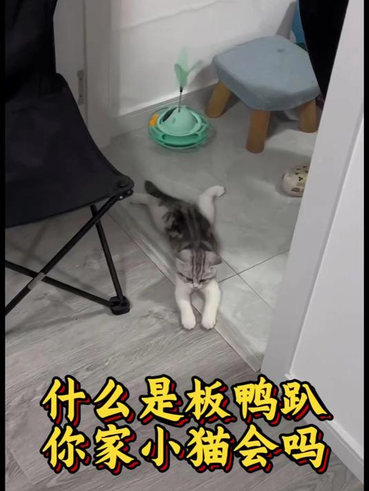 什么是板鸭趴 你家的小猫会吗