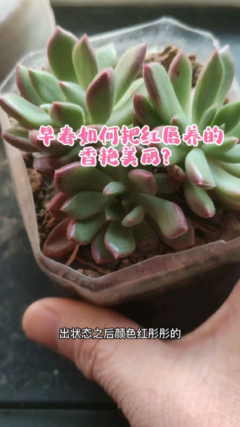 早春养红唇多肉,只要做好4点,轻松养出烈焰红唇