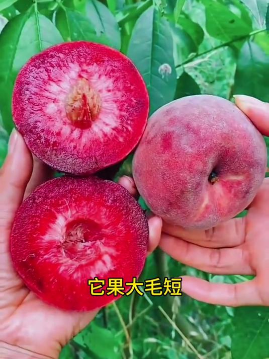老品种血桃,从里红到外的血桃,口感脆甜,果肉离核,果肉细腻