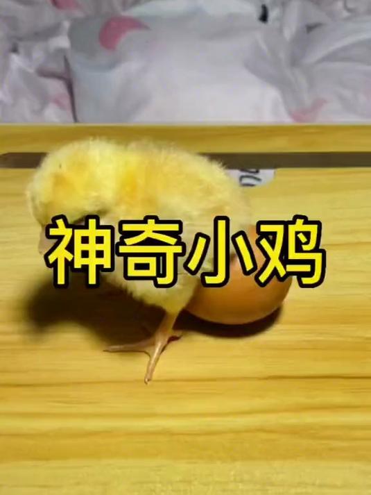 我的小鸡给我生了一个什么蛋？
