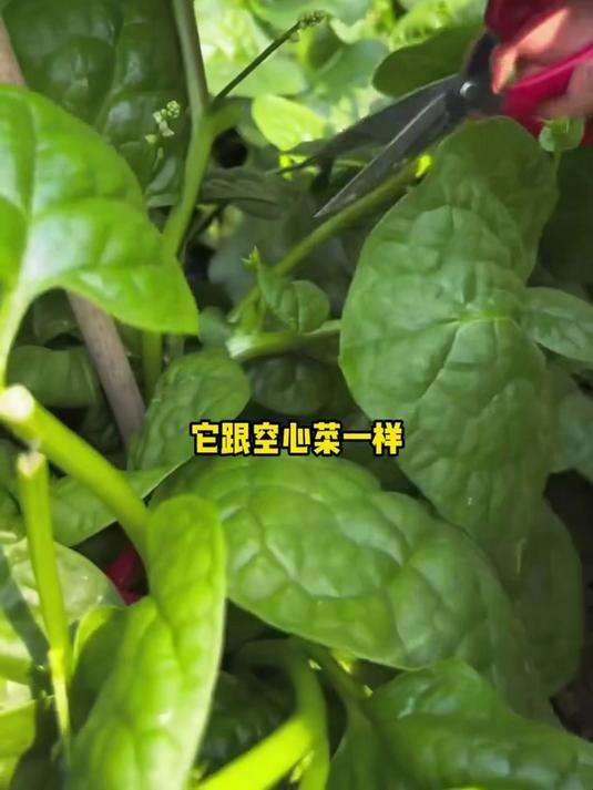 新手必种爆款菜,大叶木耳菜不挑土,出苗快口感赛菠菜