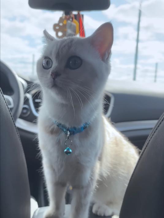 猫咪马塞尔最爱吃薯片 可爱的猫咪马塞尔和主人分享薯片的搞笑日常