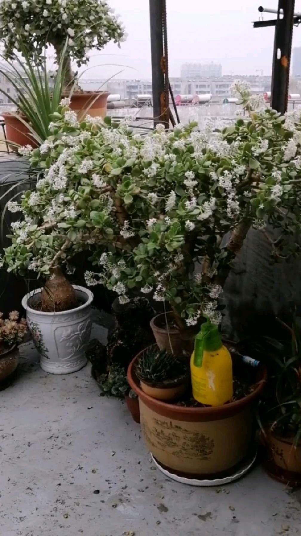 阳台鱼池开始建设