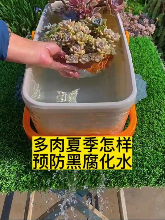 多肉夏季怎样去渡劫 多肉养护 种植小技巧 养花小知识