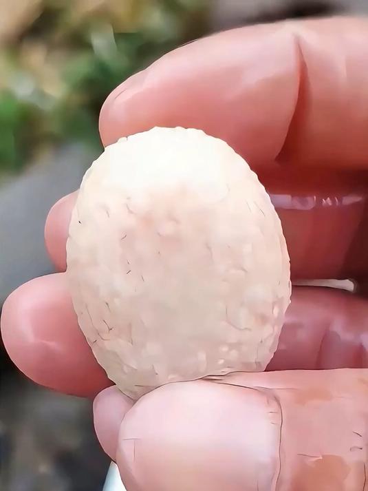 家里有这种“石”的,千万别当垃圾扔了 动物结石 天然石 涨知识