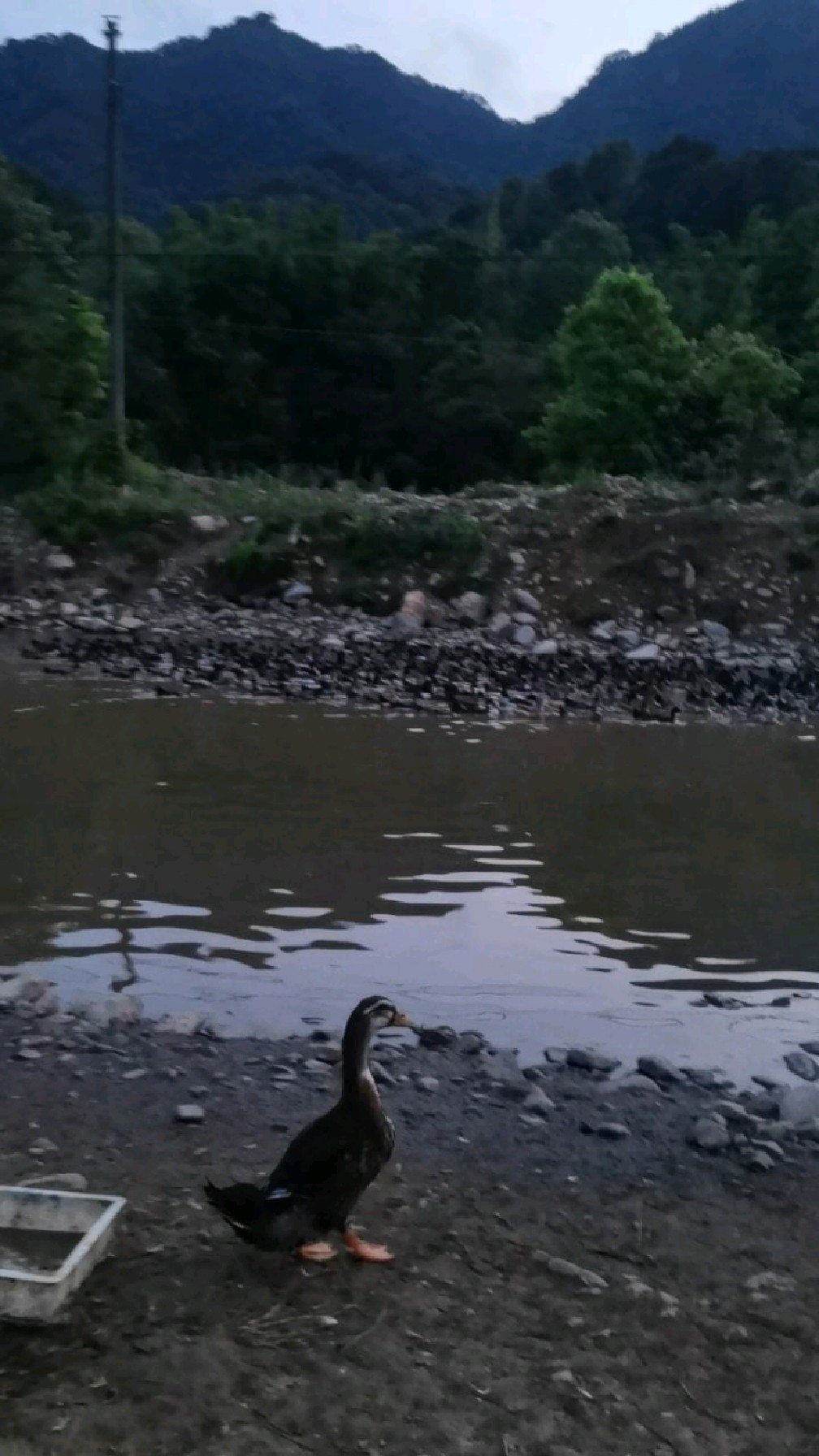 老板返乡种田,养鸭子为水稻除草,稻香鸭肥