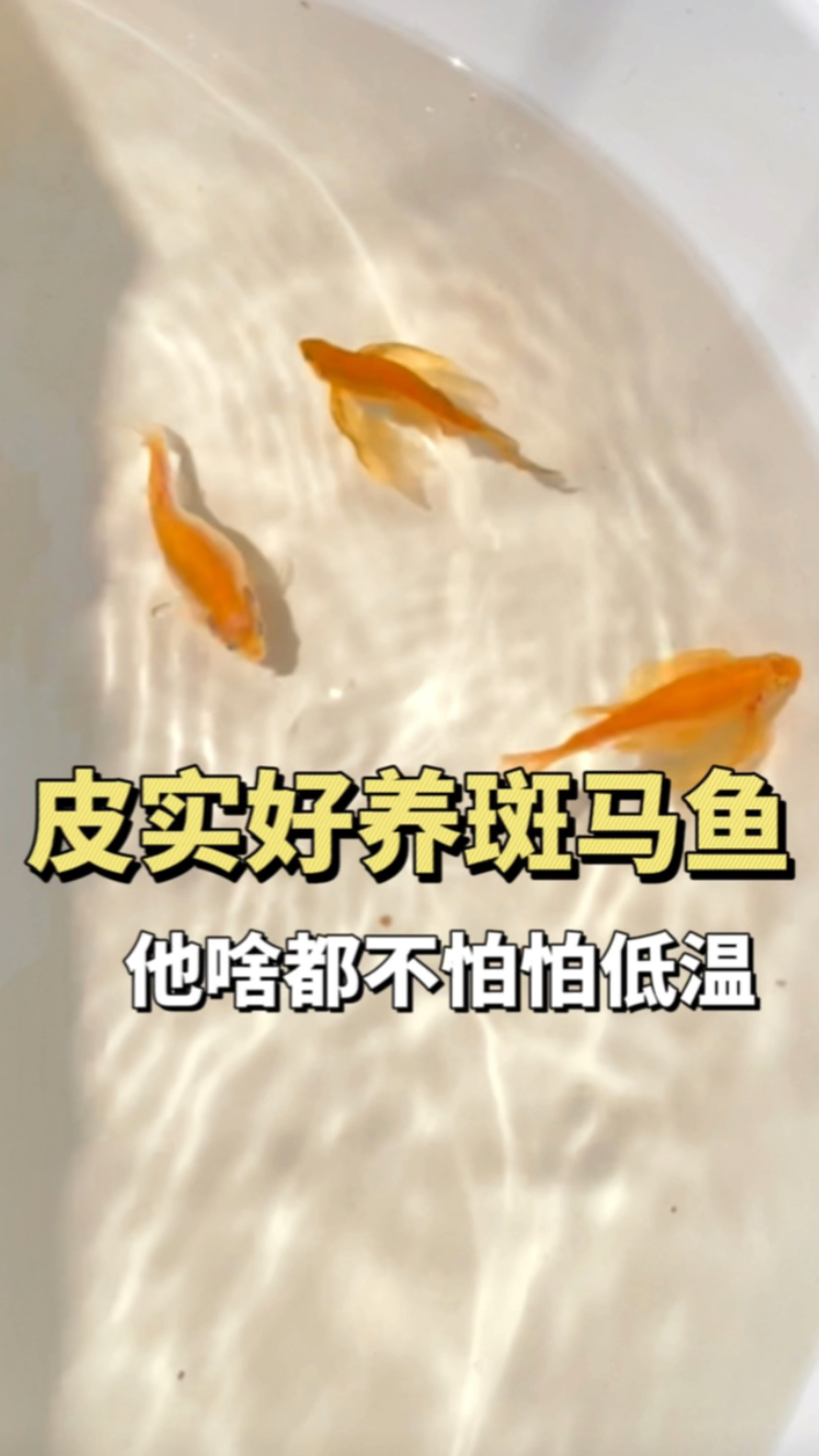 长鳍蝶翼斑马鱼和普通斑马鱼的区别