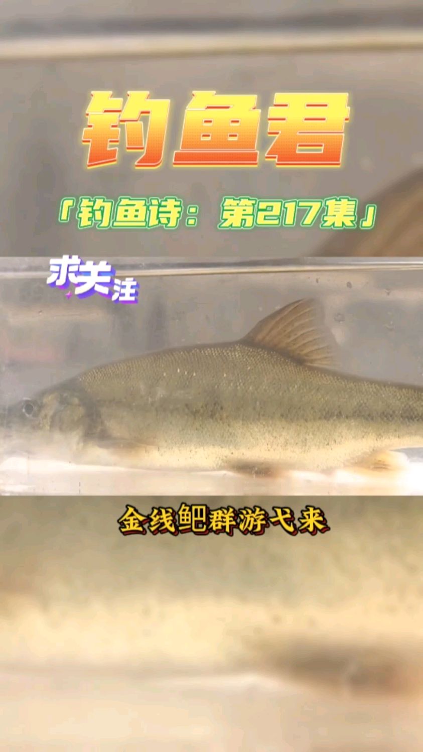 钓鱼君之钓鱼口诀:第217集(钓滇池金线鲃鱼)鱼类百科 神仙鱼