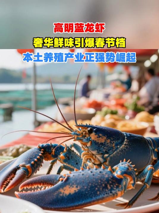 高明蓝龙虾,奢华鲜味引爆春节档,本土养殖产业正强势崛起