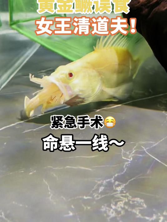 黄金鳜鱼误食女王清道夫,卡在喉咙,命悬一线,紧急抢救!