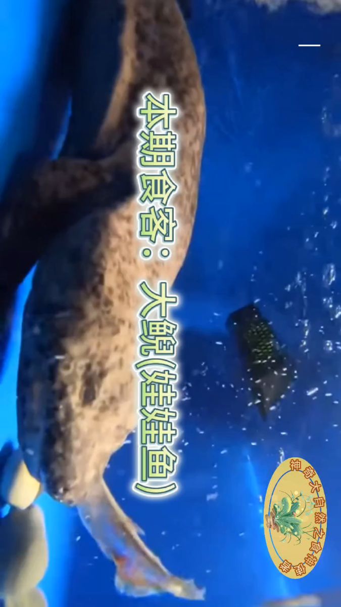 你见过娃娃鱼是怎么干饭的吗?