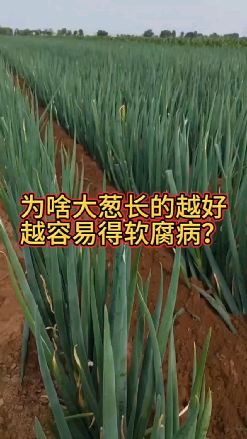 为啥大葱长得越好越容易得软腐病