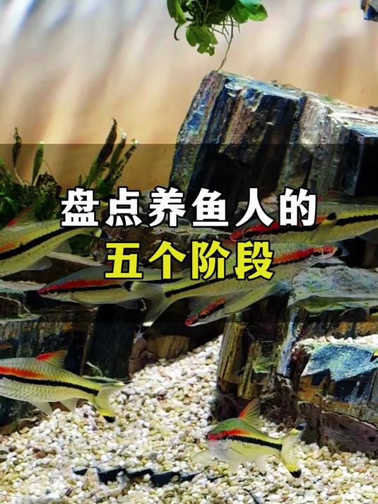 盘点养鱼人的五个阶段,你到那个阶段了呢