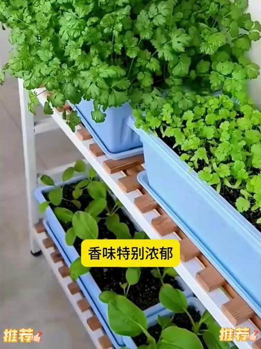 香菜升级!大叶品种香浓高产,阳台小院轻松实现香菜自由!